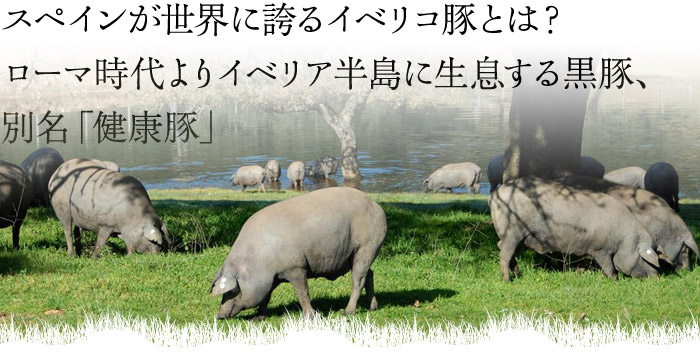 スペインが世界に誇るイベリコ豚とは?ローマ時代よりイベリア半島に生息する黒豚、別名「健康豚」